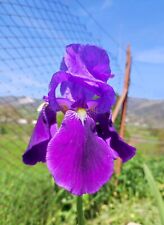 Rizomi bulbi iris usato  Ferentino
