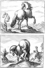stampe cavalli usato  Latina