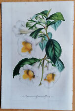 Van Houtte Flore de Serres Original Print Achimenes gloxiniaeflora - 1848, used for sale  Shipping to South Africa