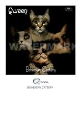 Qween bohemian cattery for sale  LANCING