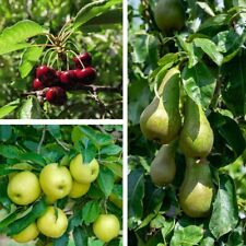 Fruit mini orchard for sale  IPSWICH