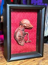 Oddities taxidermy art for sale  West Sayville