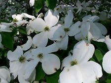 White flowering dogwood for sale  Elko
