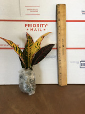 Croton petra for sale  Jacksonville