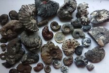 Ammonite fossils collection for sale  Shipping to Ireland