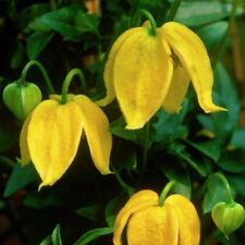 Clematis tibetana tangutica for sale  TYWYN