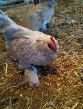 Porcelain millie hatching for sale  Porter