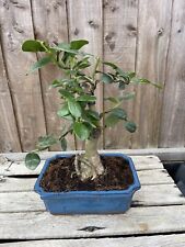 Mature bonsai tree for sale  PERSHORE