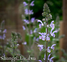 Używany, Szałwia Hybryda [SALVIA MOORCROFTIANA x INDICA] - SHANGRI-LA - 15+ nasion na sprzedaż  PL