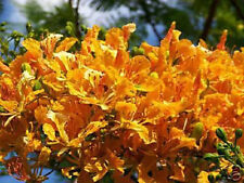 Yellow flamboyan royal for sale  Miami