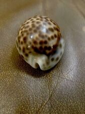 Rare Red Lined Tiger Cowrie Seashell for sale  Shipping to South Africa