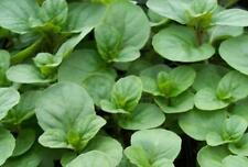 Mentha orange mint for sale  Shipping to Ireland