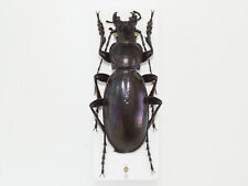 Lamprostus robustus triumphans, Carabidae raro, Turquia, Coleoptera comprar usado  Enviando para Brazil