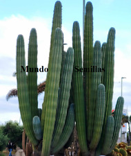 15 Seeds Of Cactus Plus Grande Of World - Fruit Edible - Pachycereus, used for sale  Shipping to South Africa