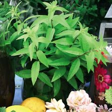 Lemon verbena freshman for sale  IPSWICH