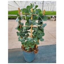 Eucalyptus pulverulenta baby for sale  DUDLEY