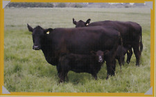 Aberdeen angus cattle for sale  COLNE