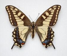 Papilio oregonius bairdii for sale  PERSHORE