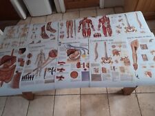 Human body anatomy for sale  LAUDER