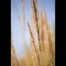 Calamagrostis acutiflora karl gebraucht kaufen  Deutschland