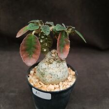 A1: Dorstenia foetida :: succulents for sale  Shipping to South Africa
