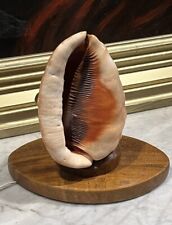 1950 conch shell for sale  SAWBRIDGEWORTH