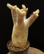 Pachypodium inopinatum,Caudex,Euphorbia,Succulent Plants for sale  Shipping to South Africa