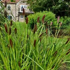 Pennisetum red buttons for sale  BRISTOL