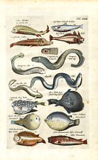 Gurnard lamprey eel for sale  UK