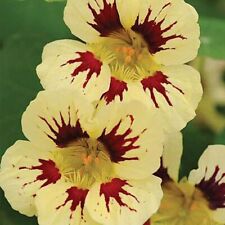Nasturtium flower chameleon for sale  UK