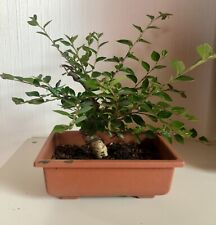 Pre bonsai cotoneaster gebraucht kaufen  Warburg