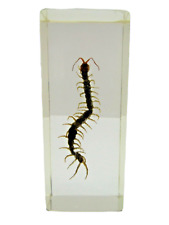 Centipede real insect for sale  TUNBRIDGE WELLS