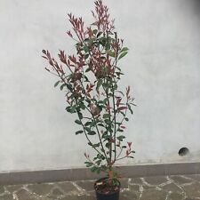 Piante photinia red usato  Merate