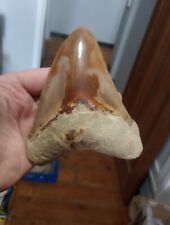 Huge megalodon tooth for sale  NORTHWICH