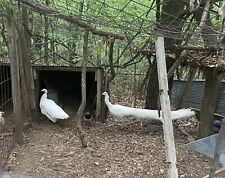 White peacock hatching for sale  Cherryville