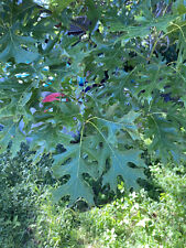 Shumard red oak for sale  Lake Dallas