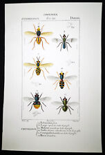 1831,PRETRE ORIGINAL ENGR. FINE ANTIQUE WATERCOLOUR SUPERB DIPTERA XQ6, used for sale  Shipping to South Africa