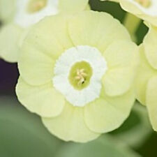 Primula auricula twiggy for sale  KIRKCALDY