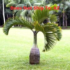 Bottle palm tree for sale  Fort Mill