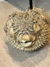 Taxidermy dried puffer for sale  SLOUGH