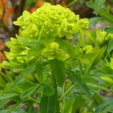 Euphorbia paulustris healthy for sale  COCKBURNSPATH