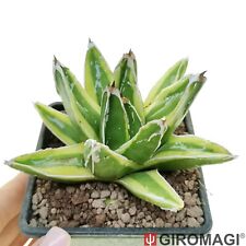 Agave victoriae reginae usato  Cortona