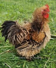 Frizzle smooth pekin for sale  REDRUTH