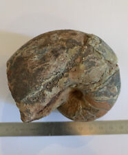 Fossile nautilus cenoceras d'occasion  Vienne