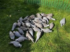 Pigeon shooting decoys for sale  CANNOCK
