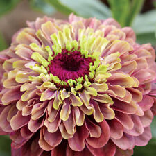 Zinnia seeds annual for sale  IPSWICH