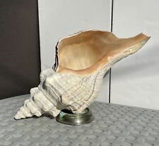 Large horse conch for sale  Beachwood