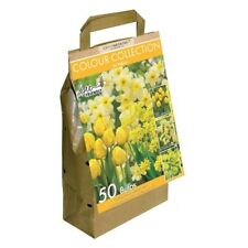 Daffodil bulbs narcissus for sale  MILFORD HAVEN