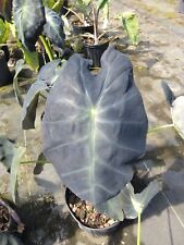 Colocasia escuenta black for sale  Bradenton