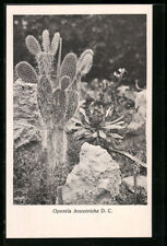 Postcard Opuntia leucotricha D.C. on natural floor , used for sale  Shipping to South Africa